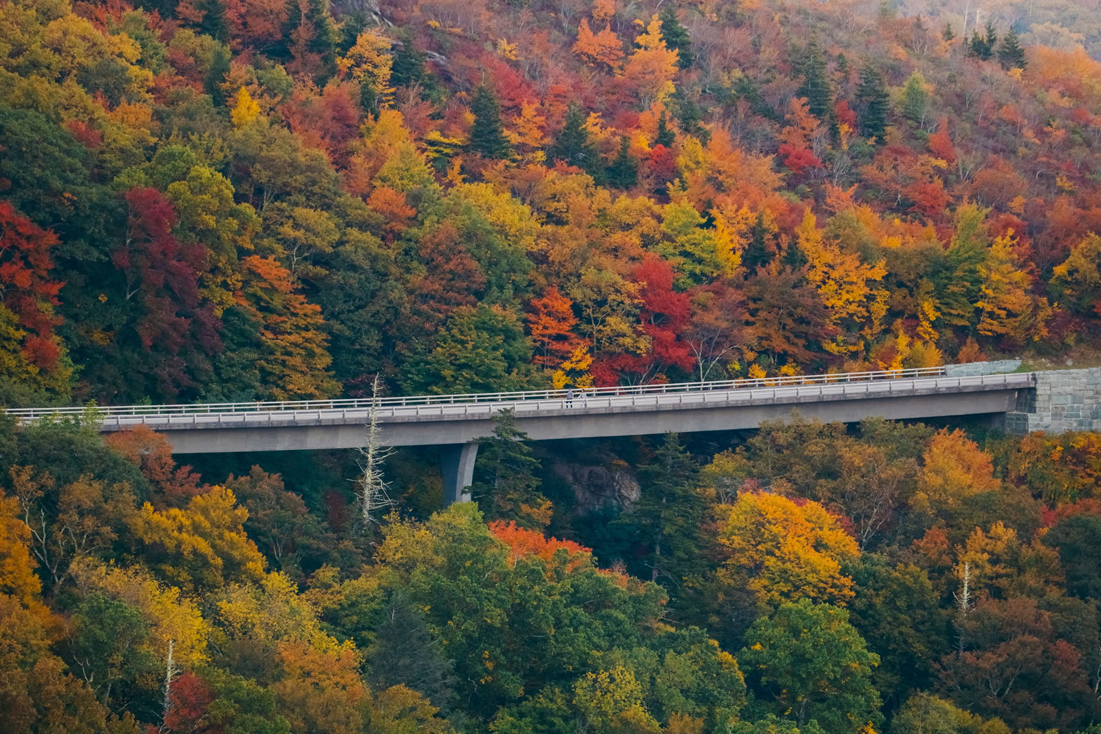 Blue Ridge Parkway curving through green forested cliffs