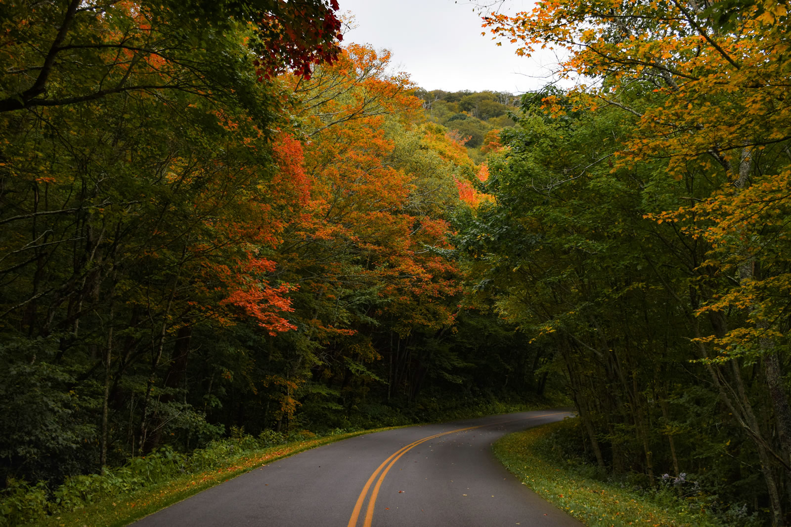 Winding road through forest on the Blue Ridge Parkway